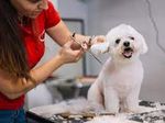 Essential Online Services for Caring Pet Owners