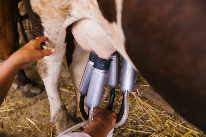 Milking Machines: Guide to Dairy Automation, Milking Technology, and Farm Operations